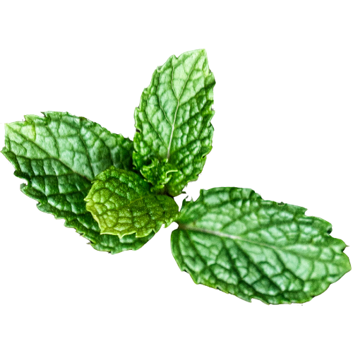 Un gros plan de feuilles de menthe sur fond blanc