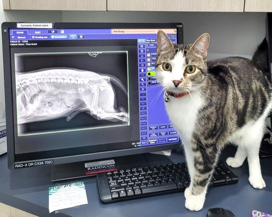 Vet Clinic Lennox Head Lennox Head Vet Clinic