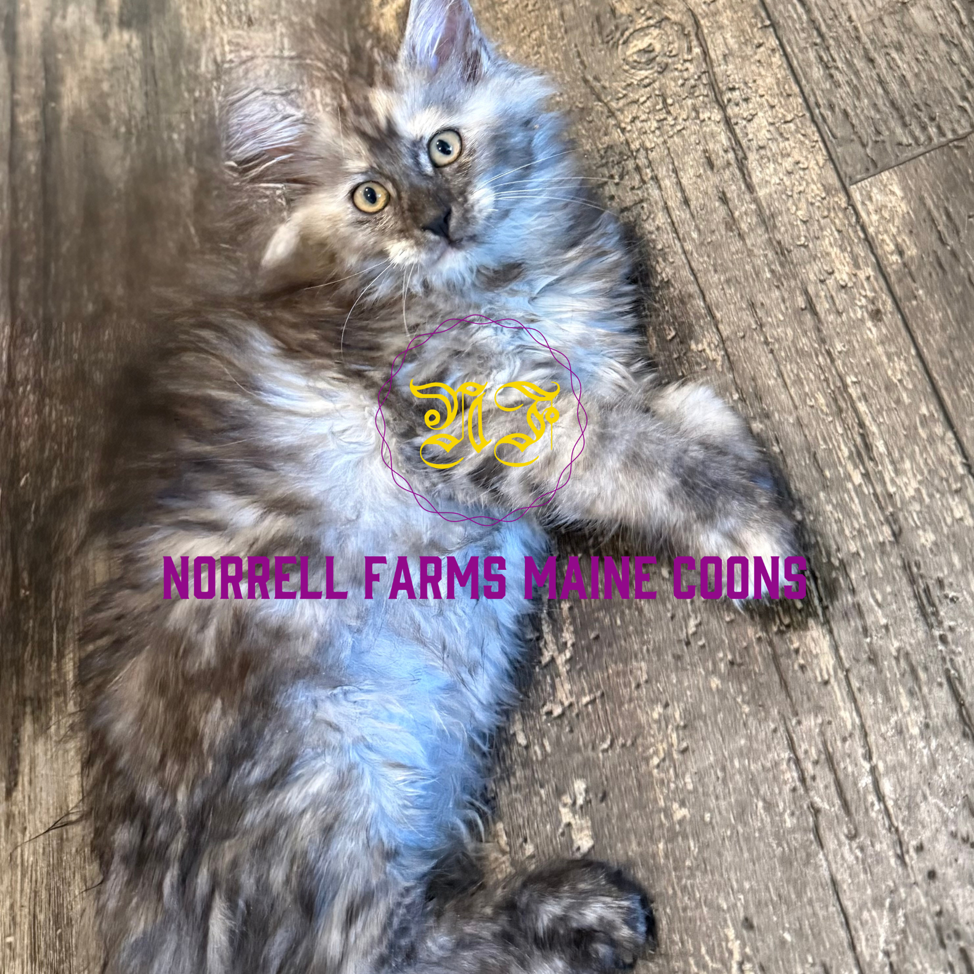 Blodeuwedd Torbie 