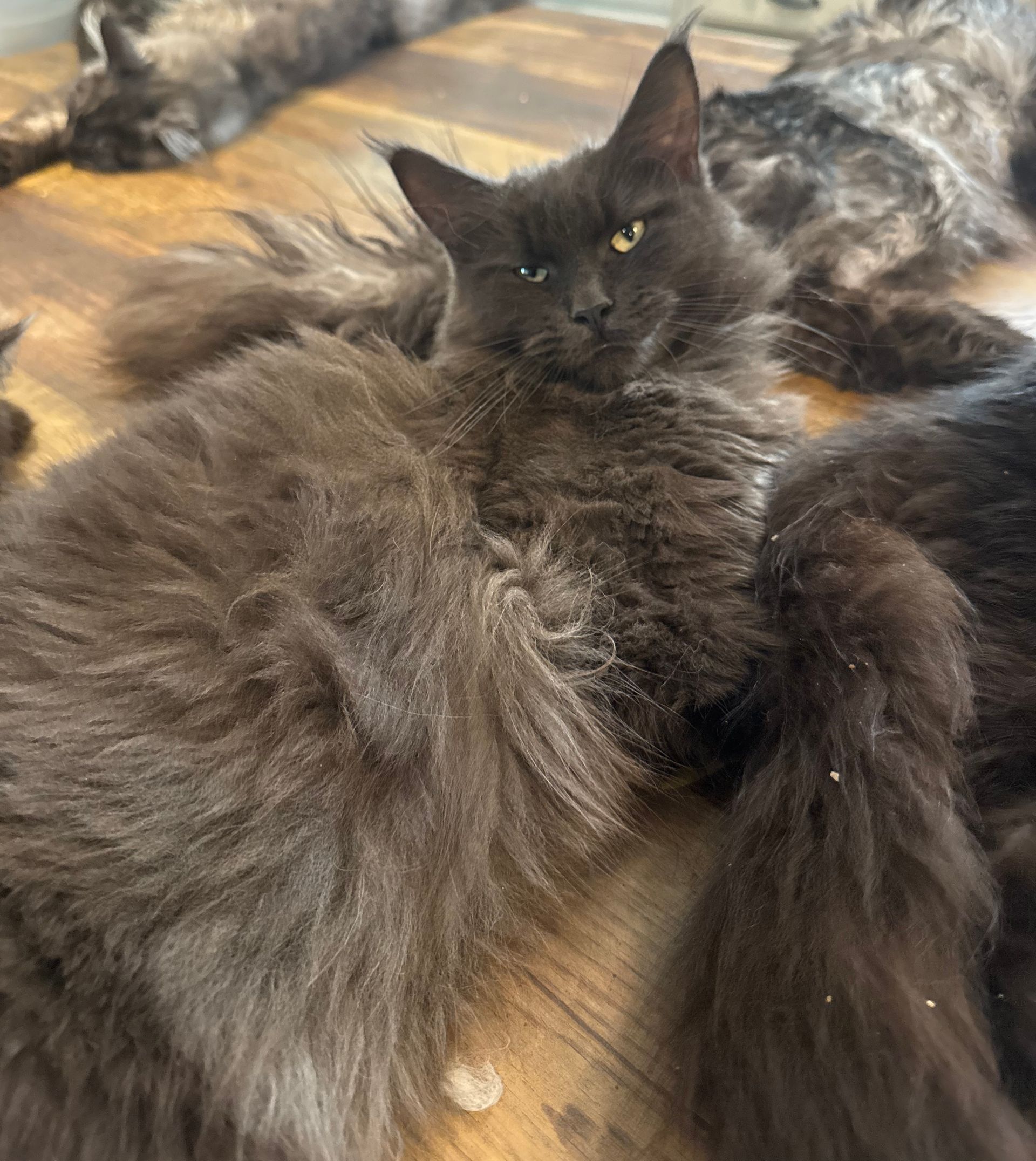 Bella