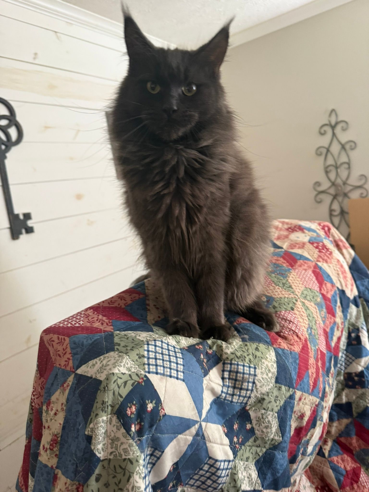 Bella