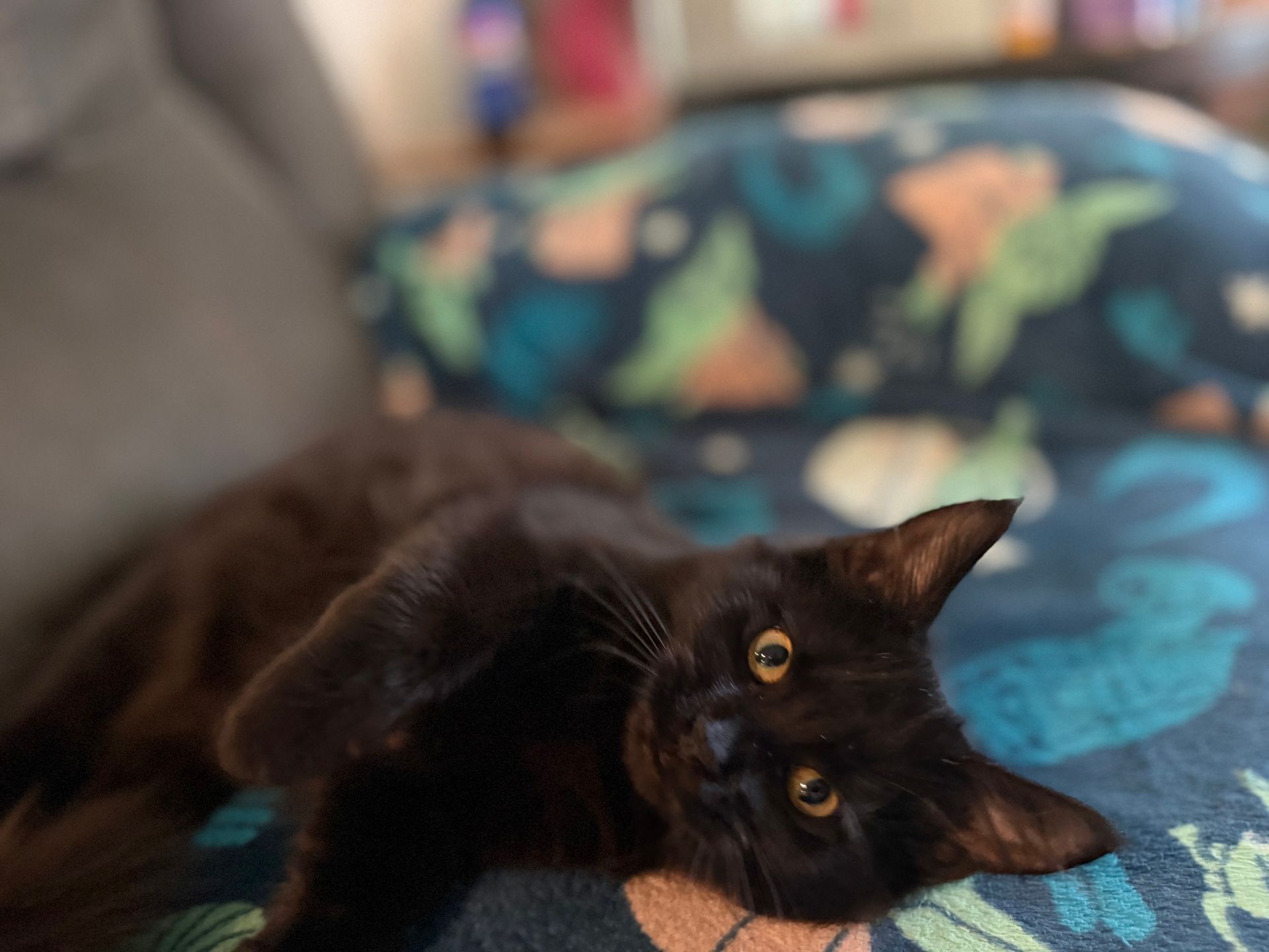 Black Maine Coon Kitten Female 