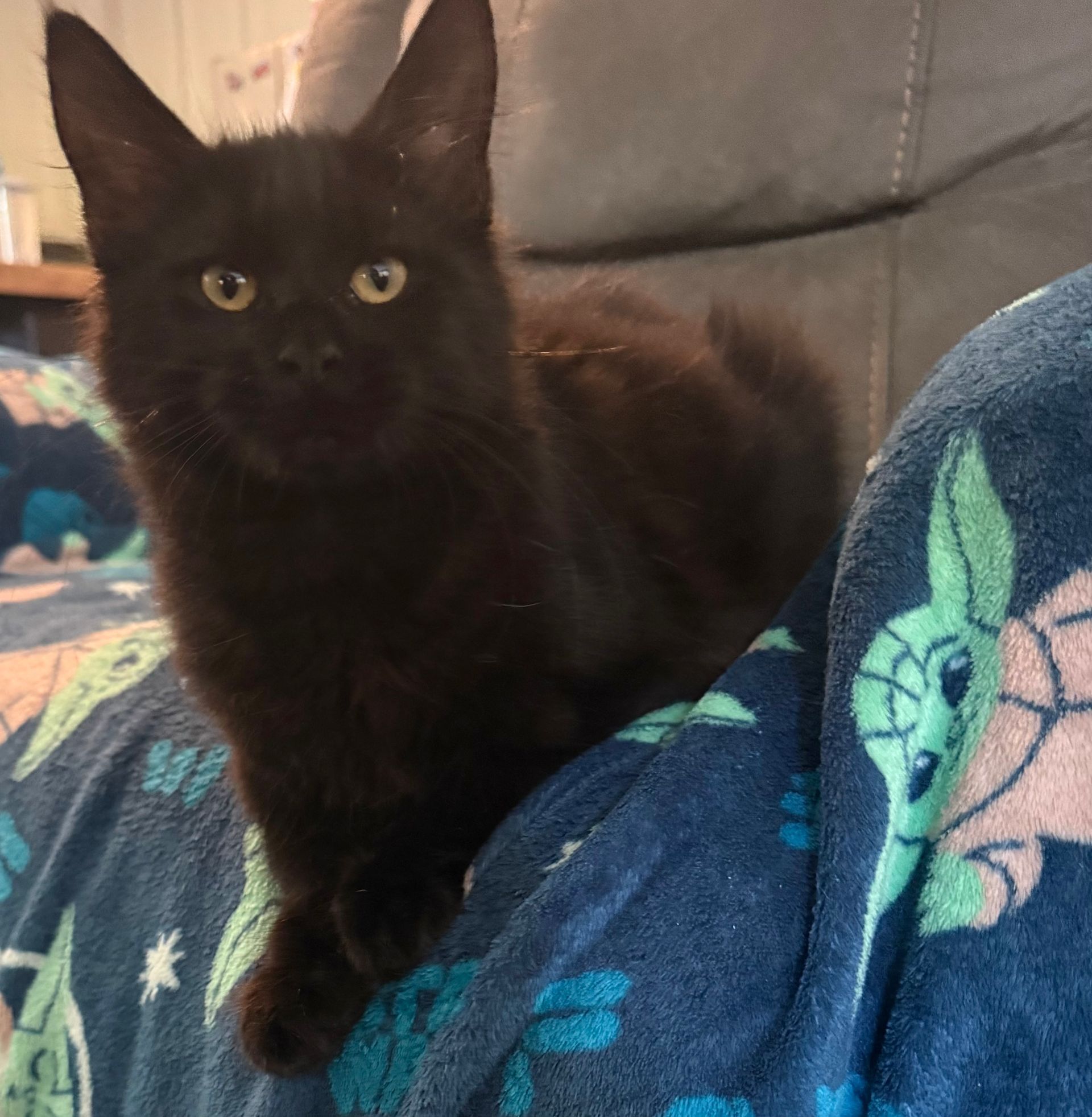 Black Maine Coon Kitten Female 