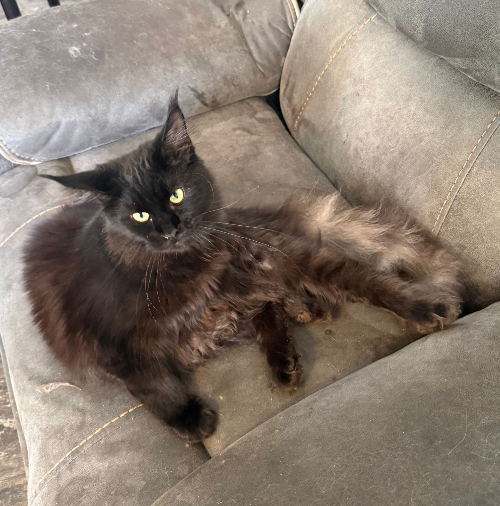 Black Smoke Maine Coon Kitten Male 