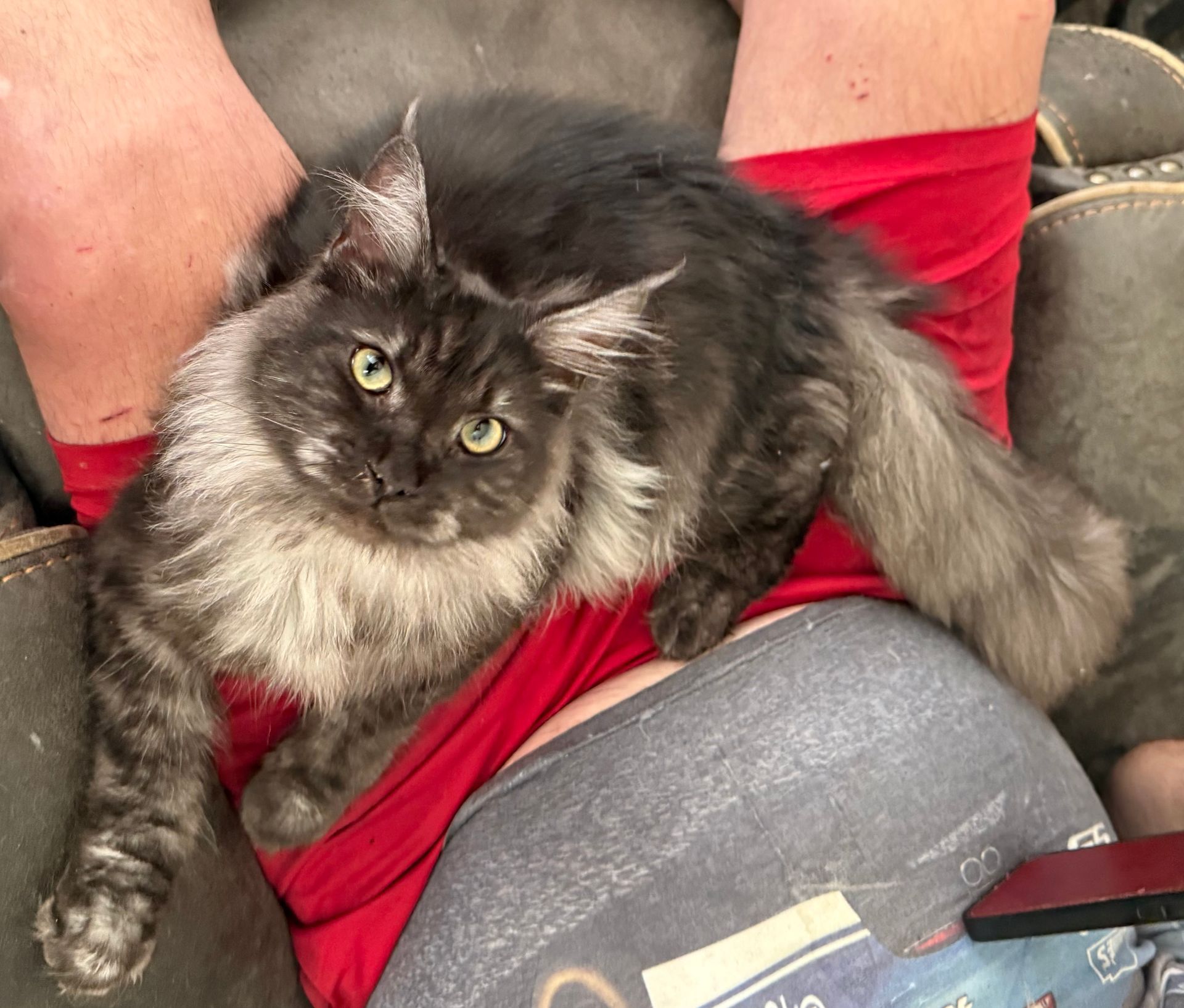 Classic Black Smoke Tabby Male 