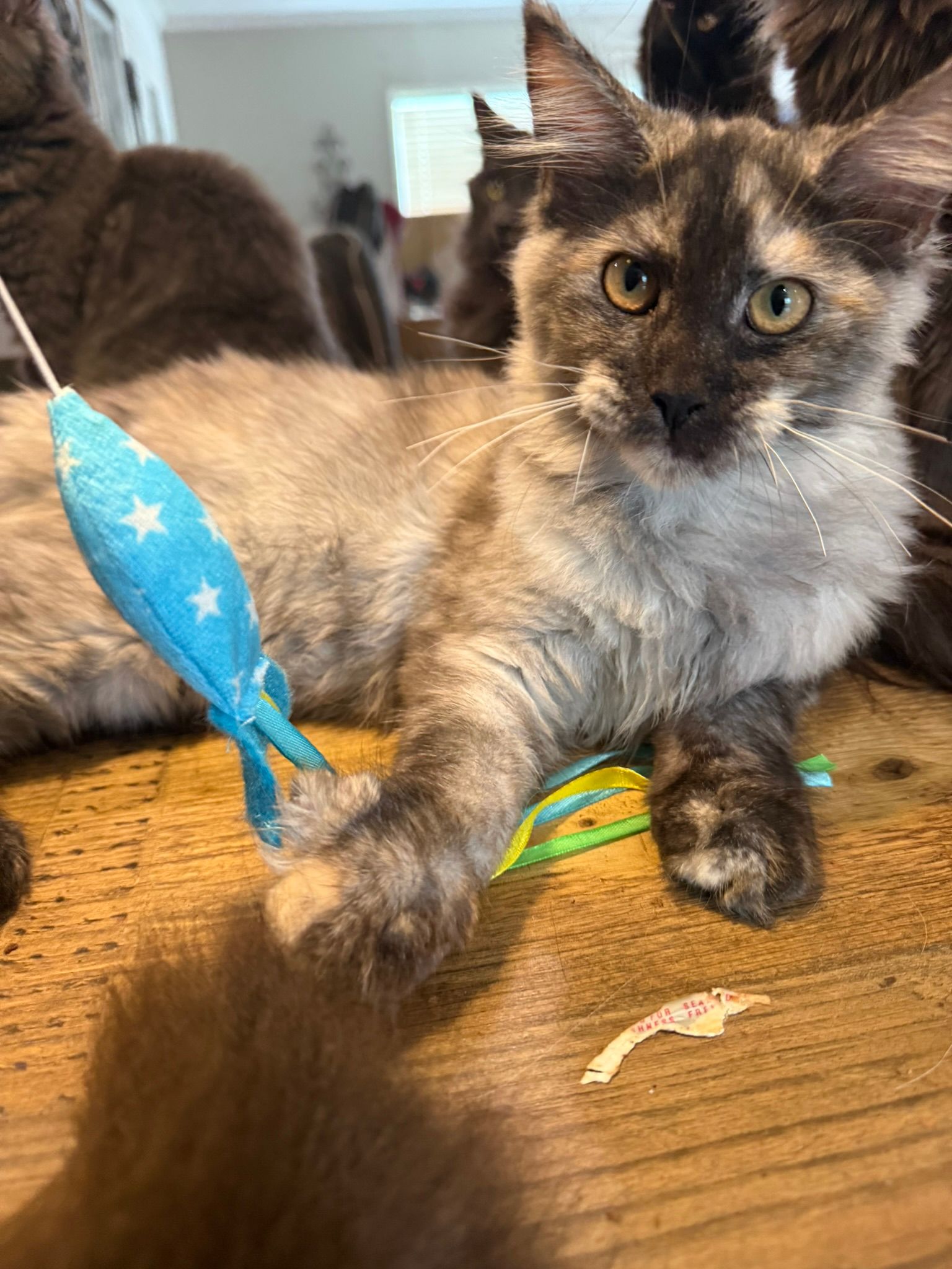 Blodeuwedd Torbie 