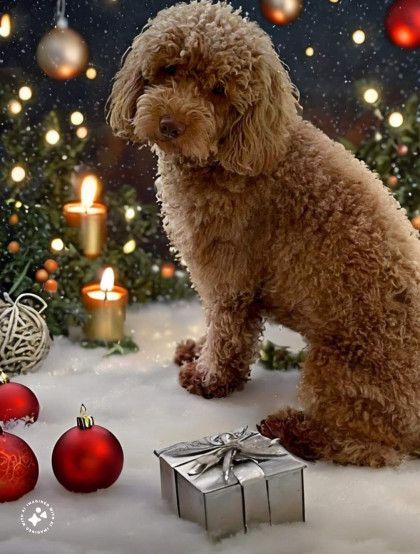 A small brown dog is sitting in front of a christmas tree