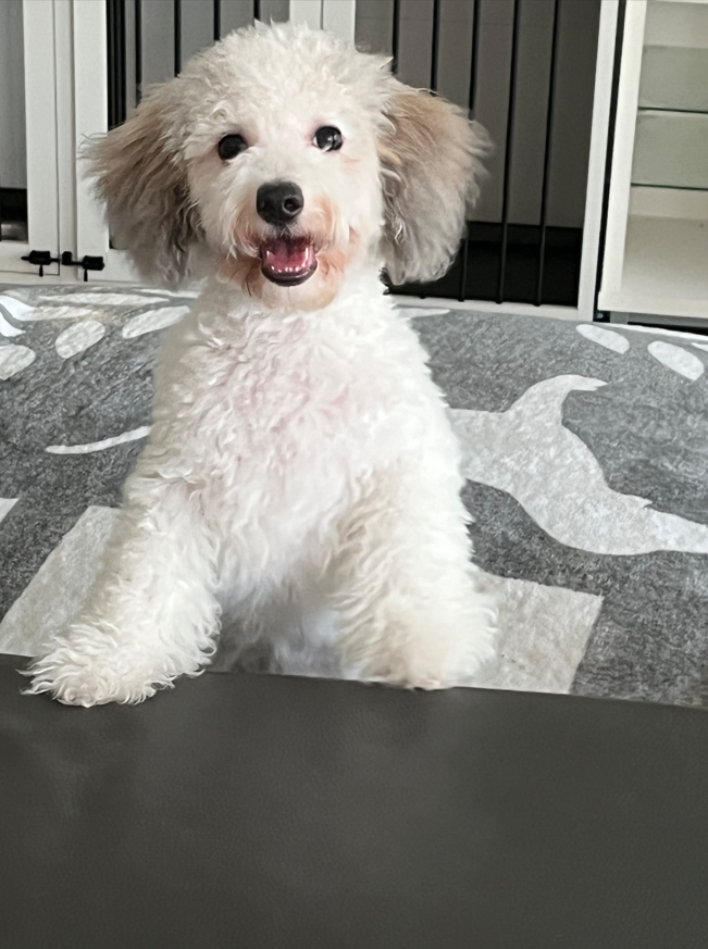 A small white poodle is sitting on a blanket on a table.