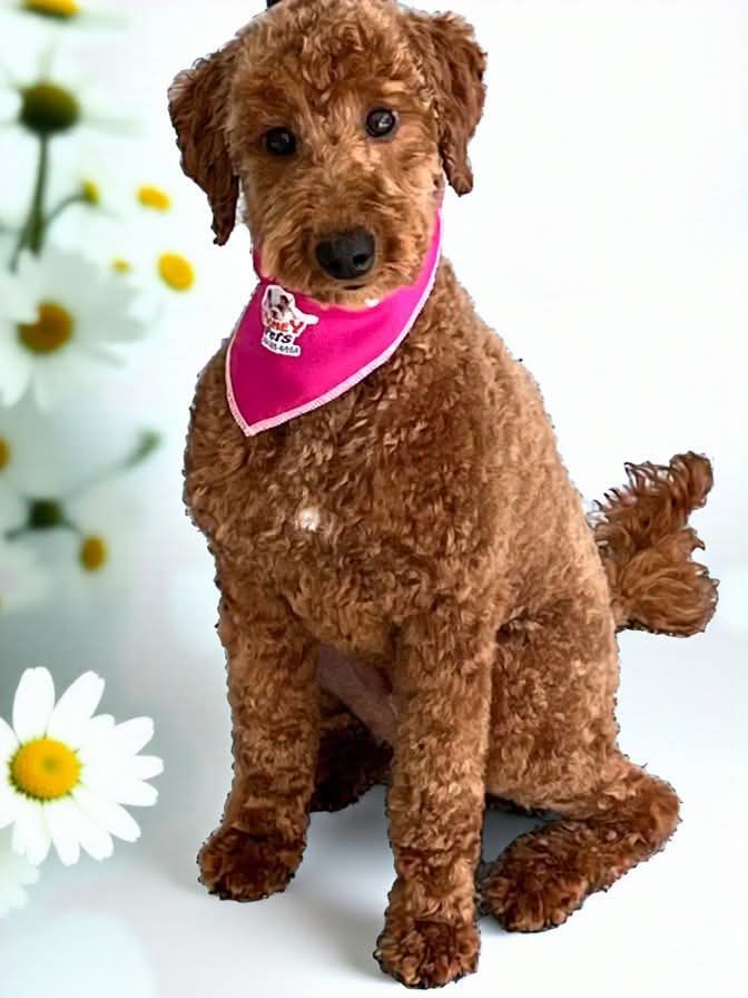 A brown poodle wearing a pink bandana is sitting in front of daisies.