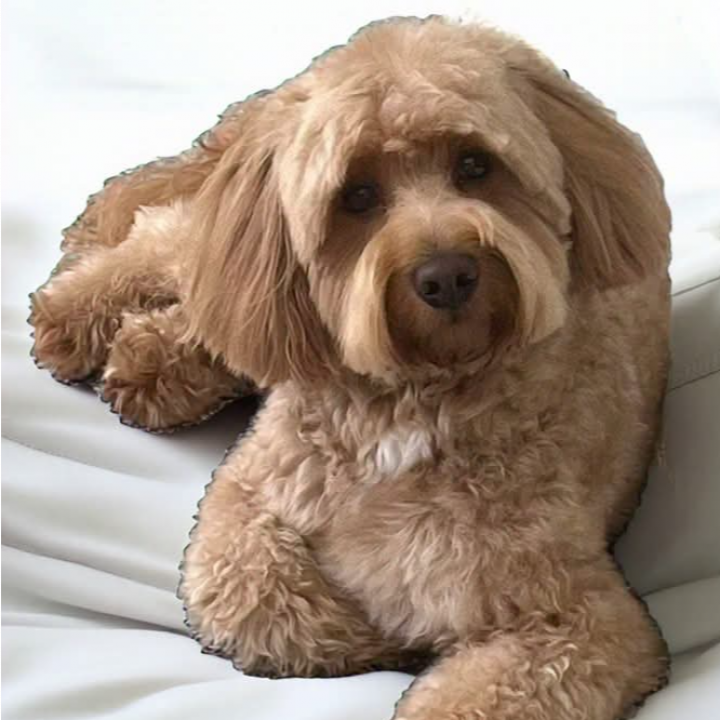 A small brown dog laying on a bed looking at the camera
