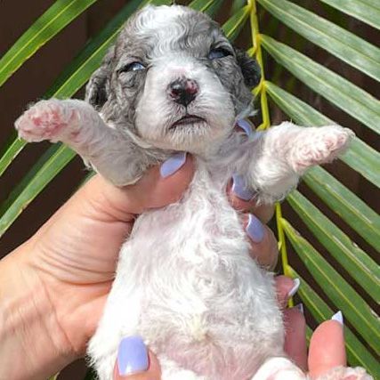 A person is holding a small poodle puppy in their hands.