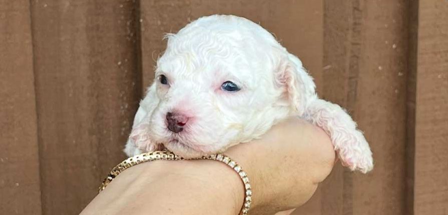 A person is holding a small white puppy in their hand.