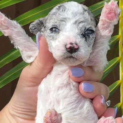 A person is holding a small puppy in their hand.