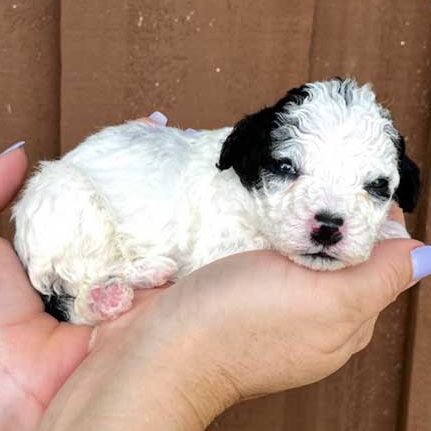A person is holding a black and white puppy in their hands.