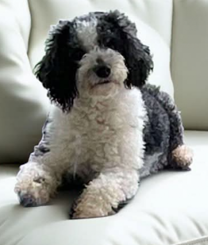 A black and white poodle is laying on a white couch.