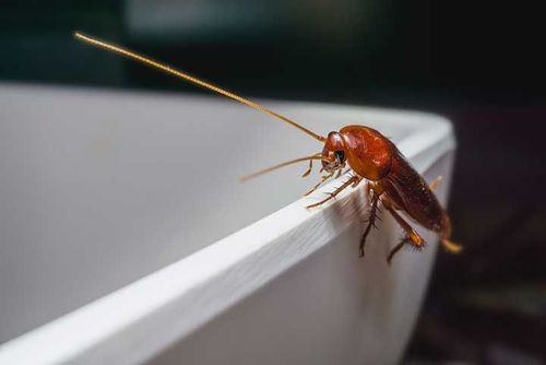 Close up Cockroach on white a bowl