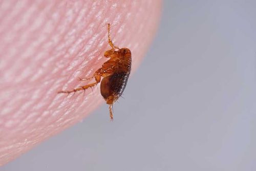 amber colored flea