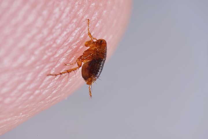 amber colored flea