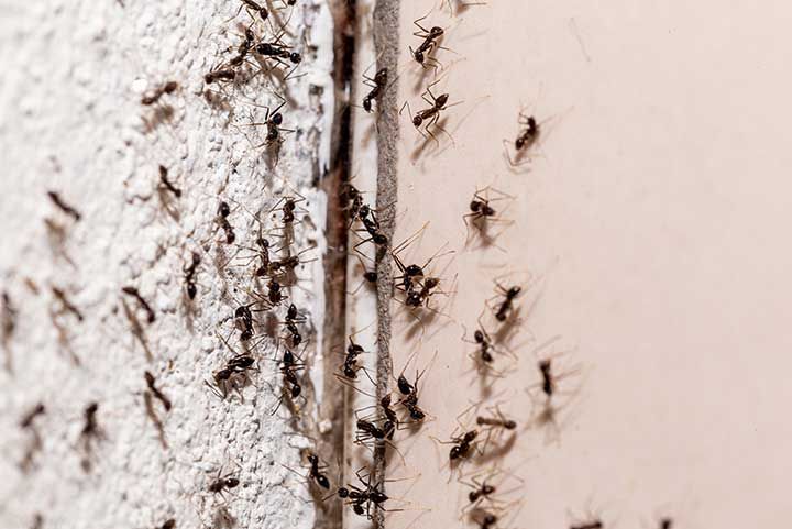 ant infestation indoors