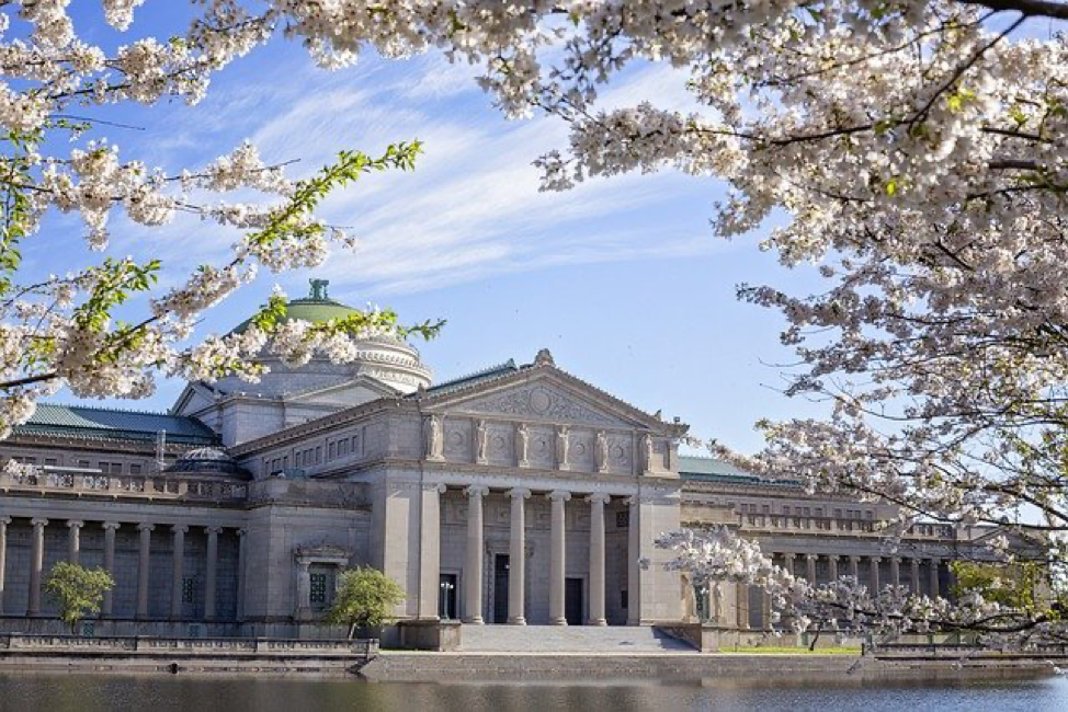 Building in the neighborhood of Hyde Park, Chicago with white marble pillars framed by cherry blossom trees