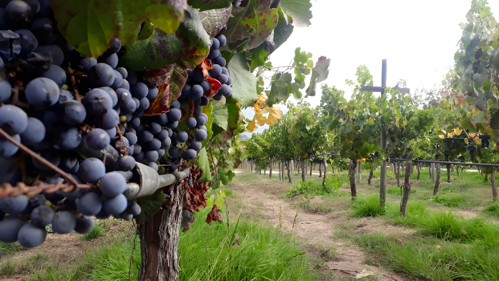 Vines with grapes in the field