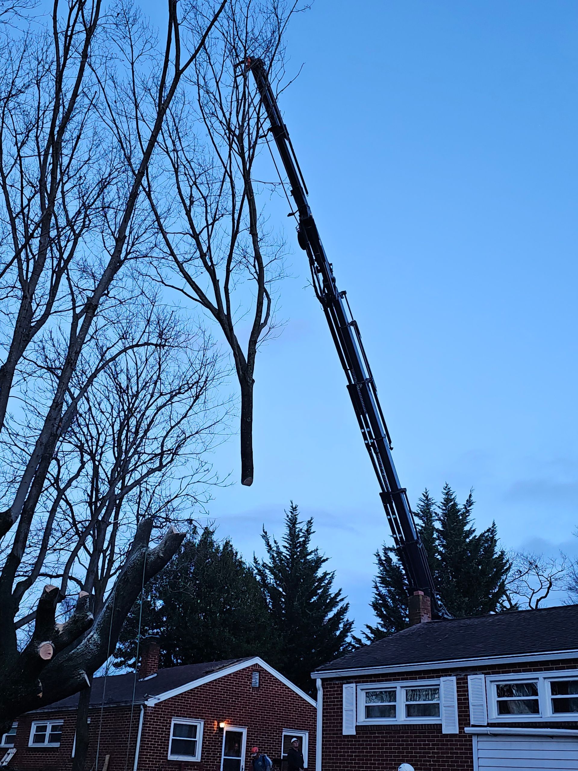 Worker Cutting the Tree | Roanoke, VA | Jay's Tree Service Worker Cutting the Tree | Roanoke, VA | Jay's Tree Service