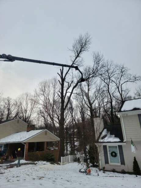 Residential Tree Trimming | Roanoke, VA | Jay's Tree Service