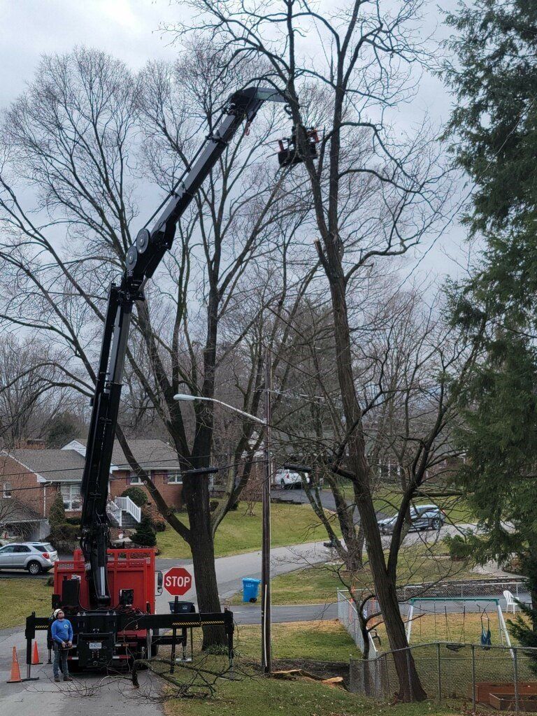 Tree Trimming Roanoke Va5 — Roanoke, VA — Jay's Tree Service