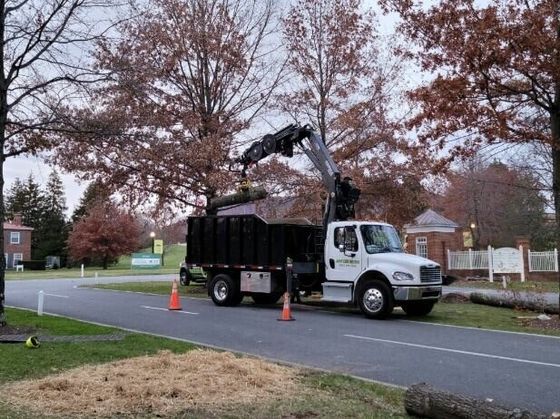 Tree Logging | Roanoke, VA | Jay's Tree Service