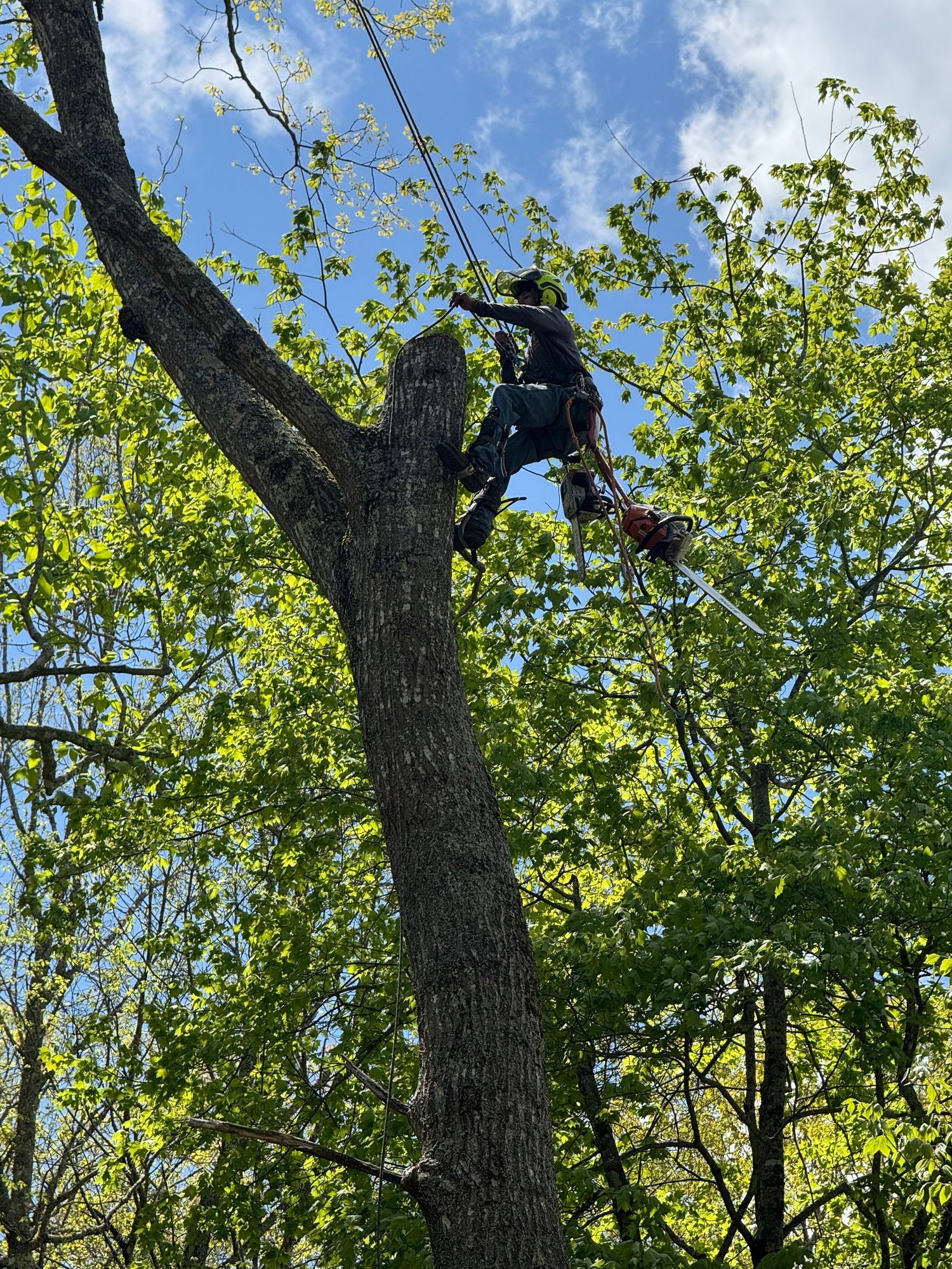 tree service company Asheville NC Woodfin Weaverville Mars Hill Marshall NC