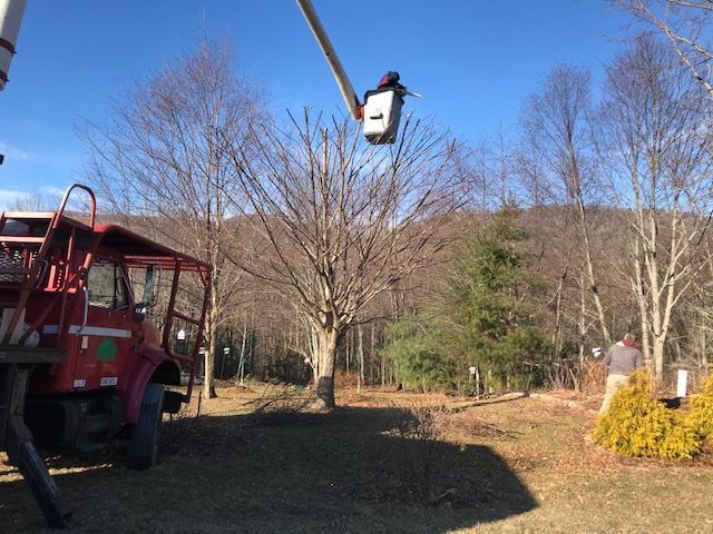 bucket truck tree trimming Asheville NC Woodfin Weaverville Mars Hill Marshall NC