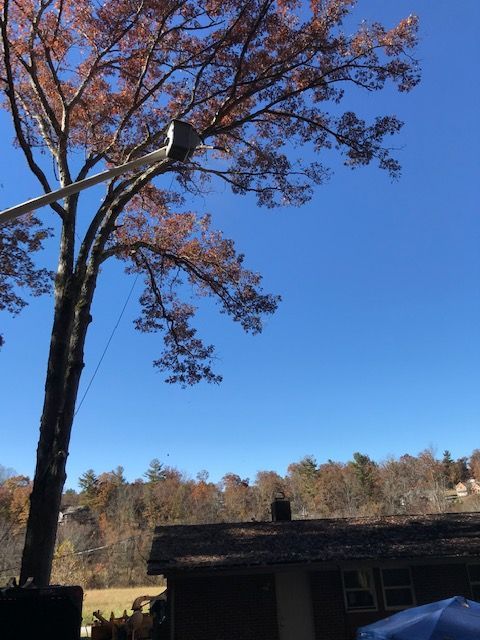 tree service company Asheville NC Woodfin Weaverville Mars Hill Marshall NC