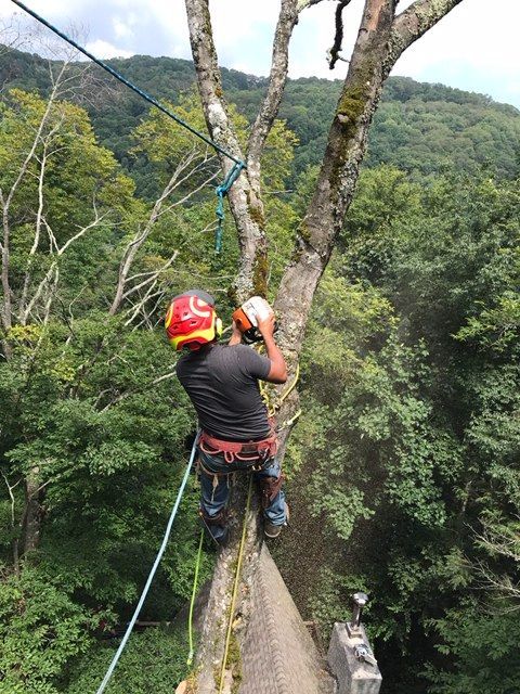 tree trimming view clearing Asheville NC Woodfin Weaverville Mars Hill Marshall NC