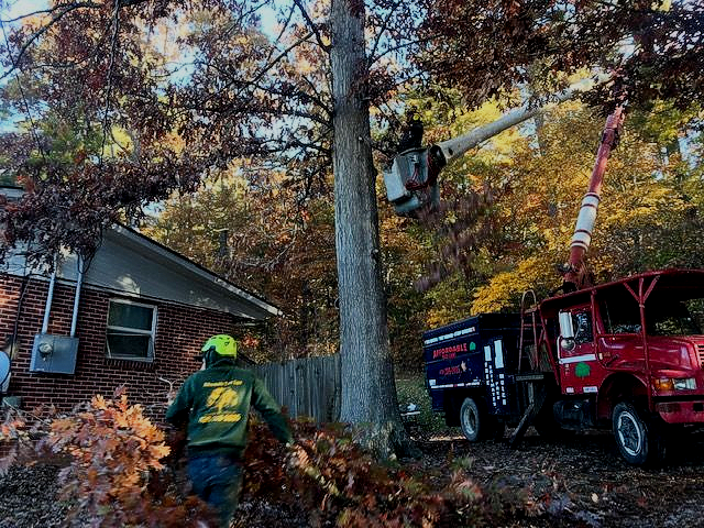 hazardous tree removal Asheville NC Woodfin Weaverville Mars Hill Marshall NC