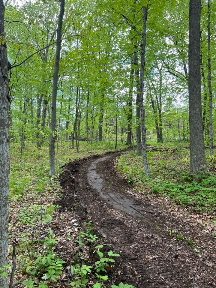 Mud trail winding through a lush green forest in spring