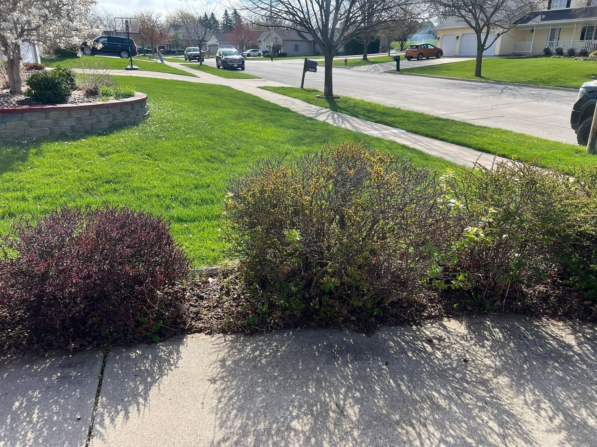 Front yard with green lawn, trimmed shrubs, sidewalk, and sunny street view with trees and parked cars