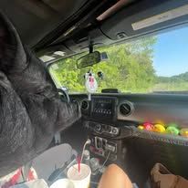 Inside a car, a dog rides in the front seat beside drinks and colorful dashboard lights.