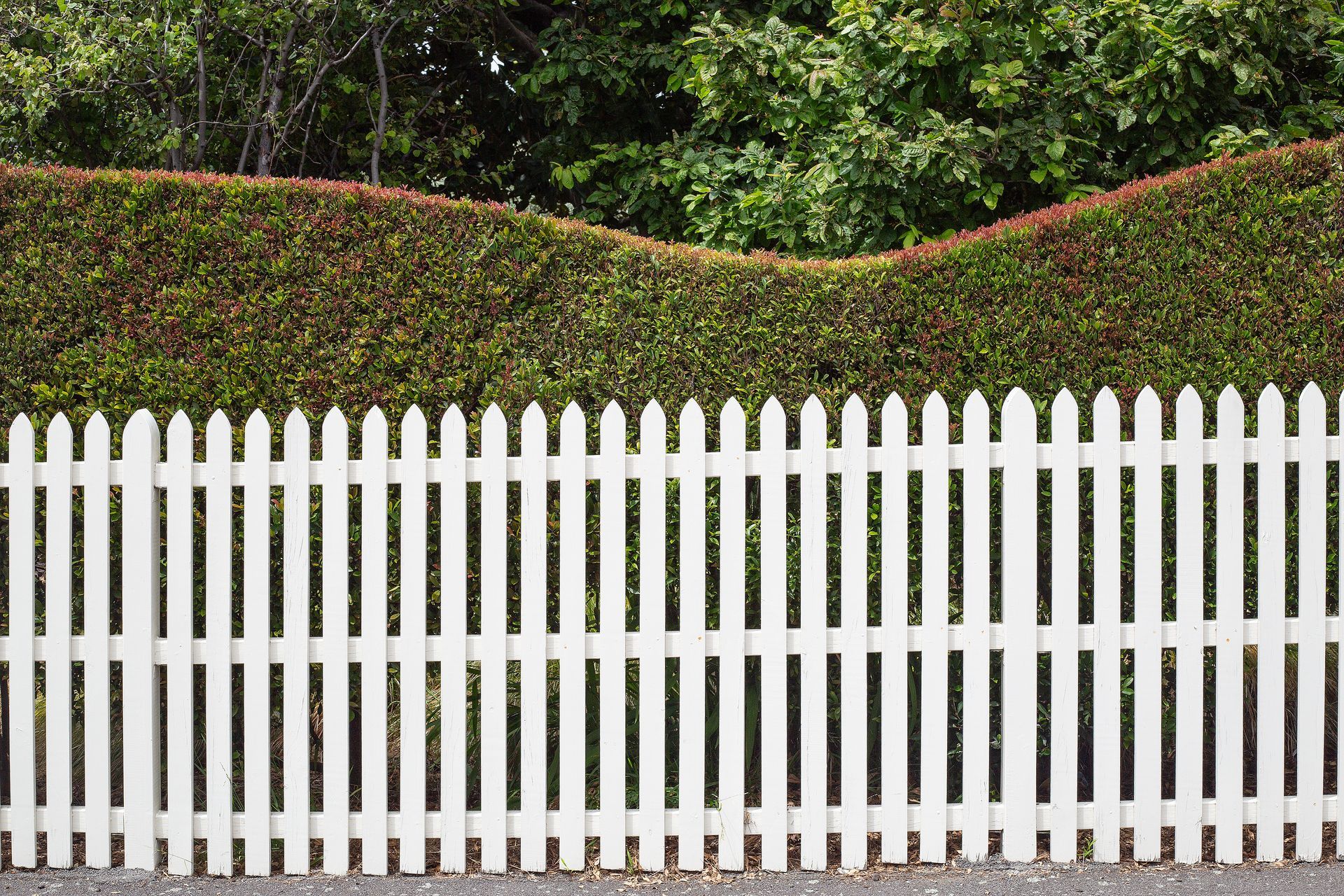 White picket fence with green hedges and trees behind it