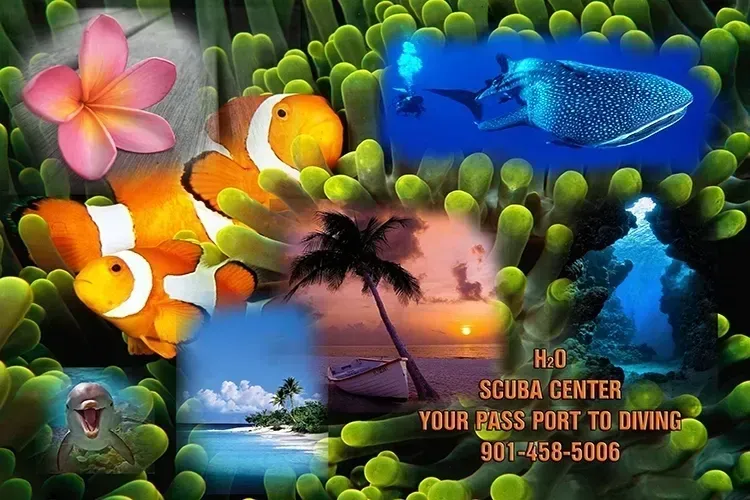 Colorful scuba center ad with tropical fish, coral, beach sunset, and diving text