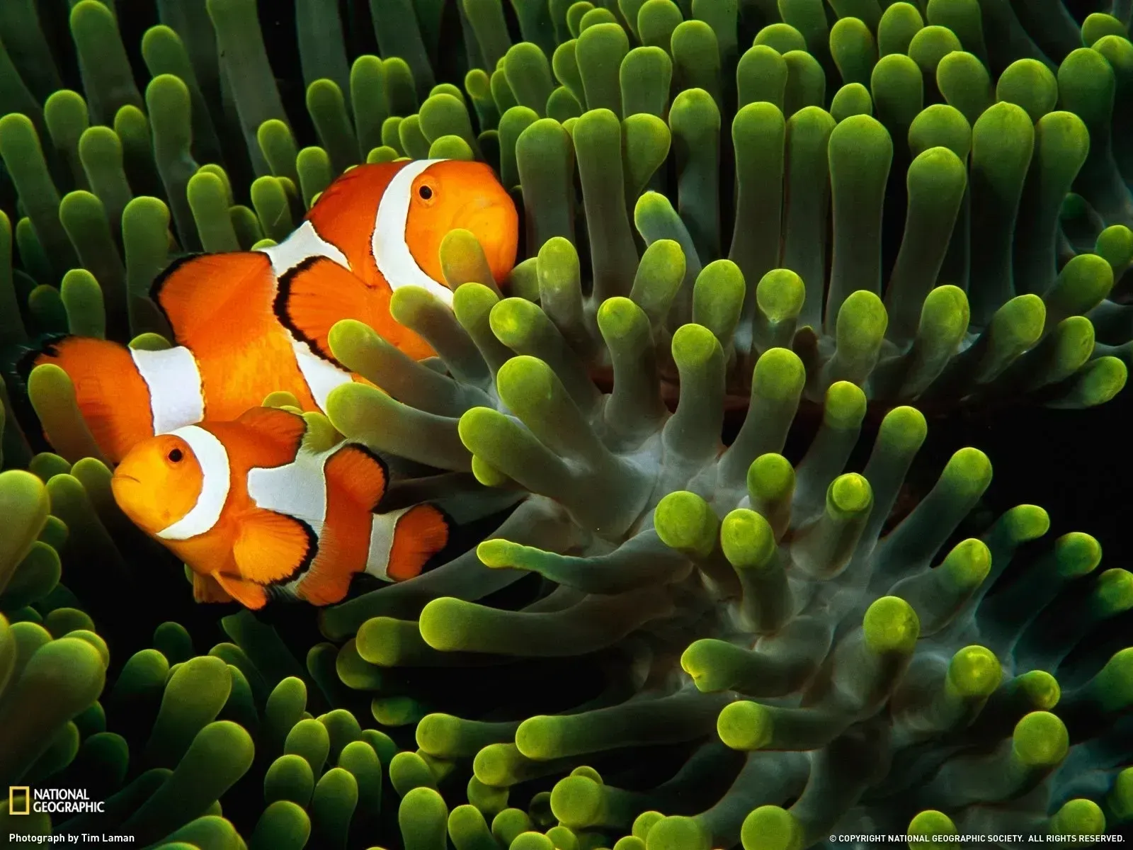 Orange clownfish among green anemone tentacles
