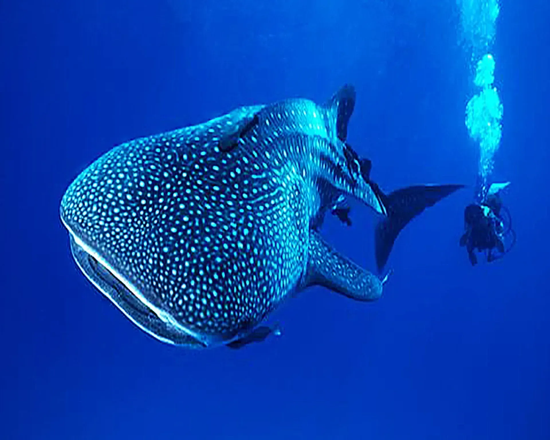 Whale shark swimming underwater with a diver in the blue ocean
