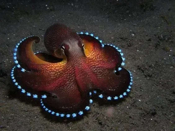 Red octopus with blue-ringed tentacles on the ocean floor