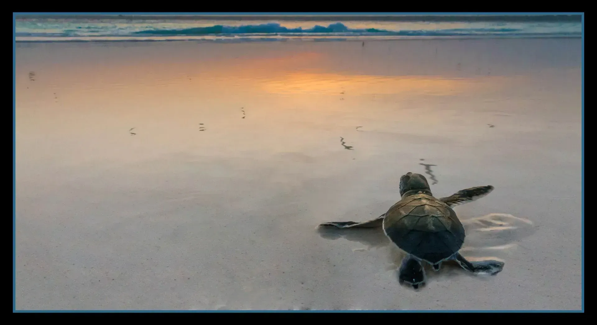 Sea turtle crawling toward the ocean on a sandy beach at sunset