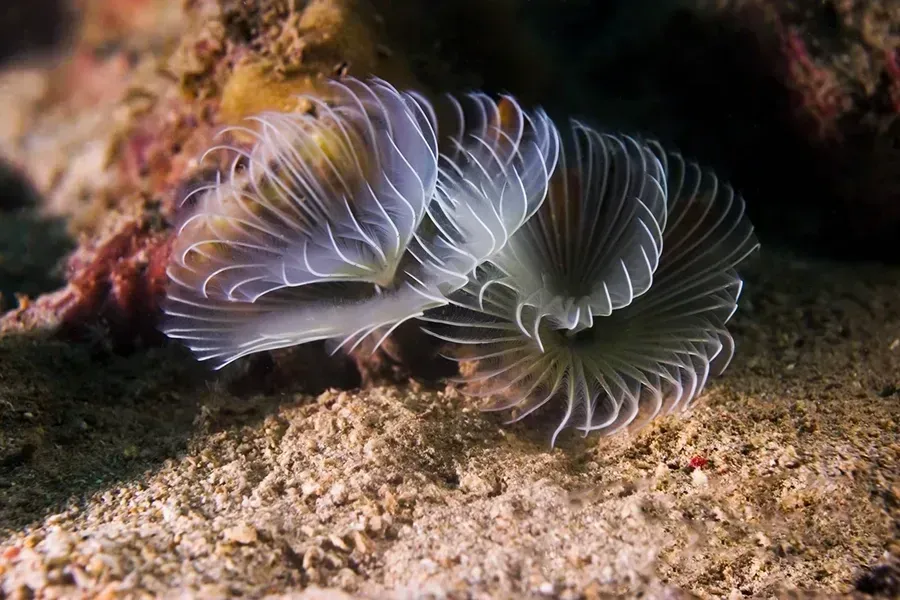 Two translucent white sea fans swaying over a sandy ocean floor near coral reef rocks