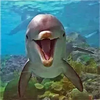 Smiling dolphin swimming underwater, mouth open, with blue ocean and rocks in the background