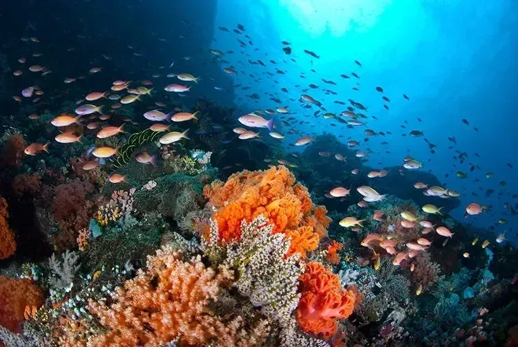 Colorful coral reef with schools of fish swimming in clear blue ocean water