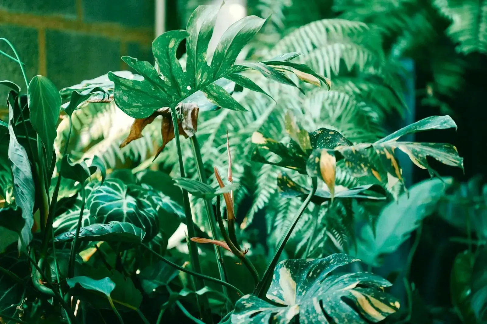 Lush green tropical foliage with glossy leaves in dense jungle-like growth