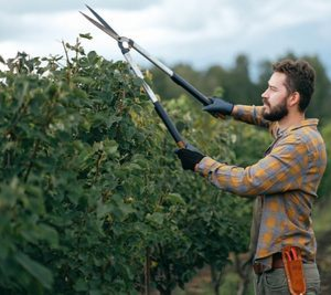Farmer trimming branches in an orchard with long-handled pruning shears