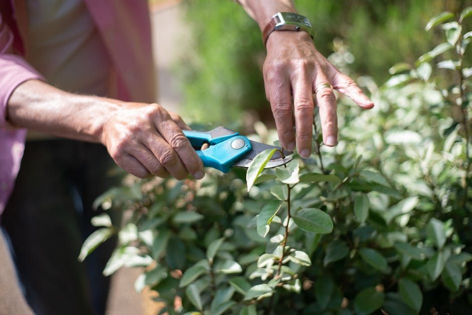 Hands pruning green bushes with blue garden shears outdoors