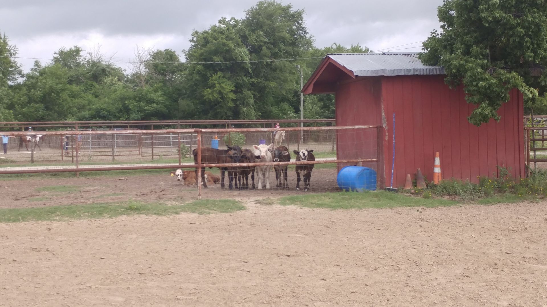 Cattle herd in a fenced-in pen near a red shed, under a cloudy sky.